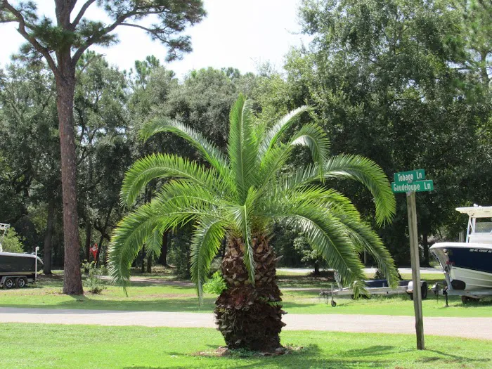 Island Retreat RV Park Picture 5