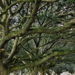 Foley Oaks RV Resort