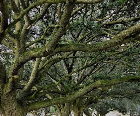 Foley Oaks RV Resort