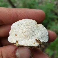 Turveys RV Park & self storage llc ico