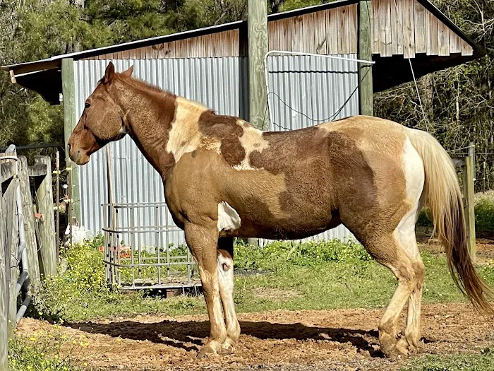 Green Woods Stables RV Park Picture 9