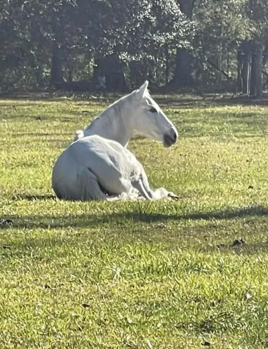 Green Woods Stables RV Park Picture 2