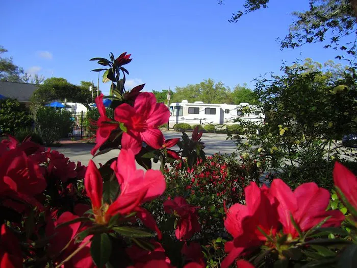 Majestic Oaks RV Resort Picture 3