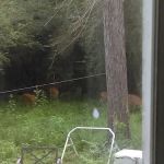 Pine Haven Mobile Home Park