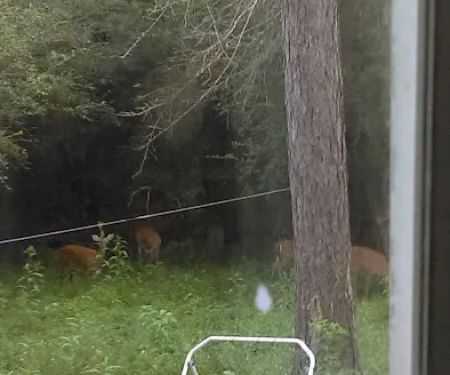 Pine Haven Mobile Home Park