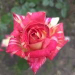 Dabbs Woodland Farm RV Park & Campground