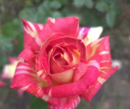 Dabbs Woodland Farm RV Park & Campground