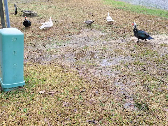 Country Side RV Park Picture 4