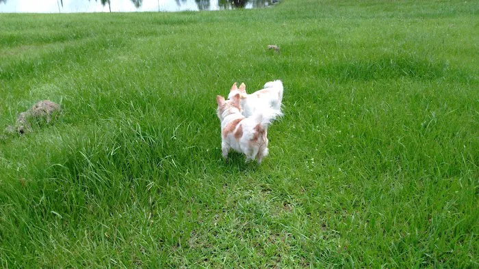 Diamond Lake RV Park Picture 10