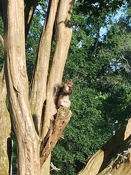 VIRGIES TRAILER PARK Picture 2