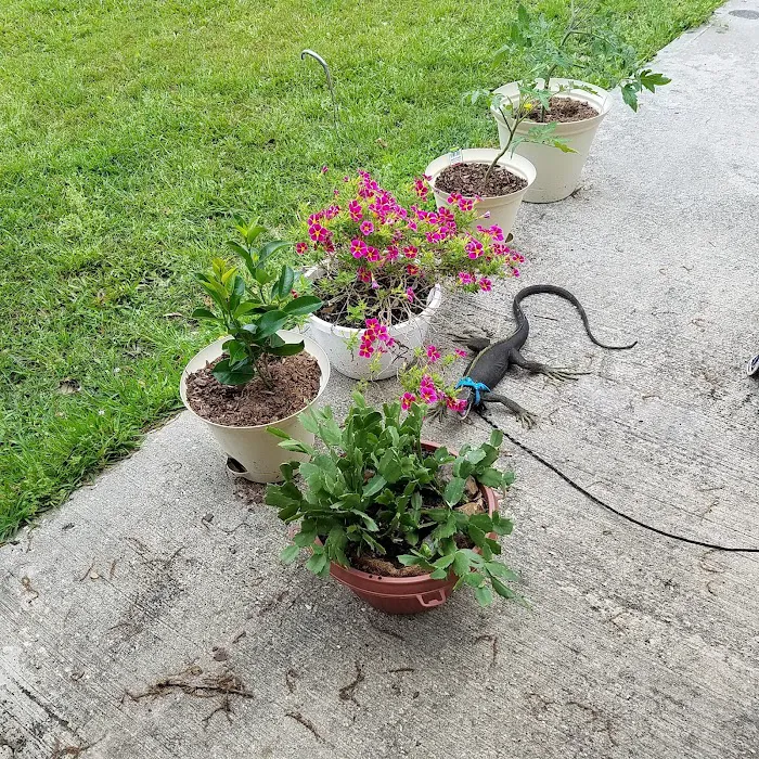 Magnolia Sands RV Park Picture 9