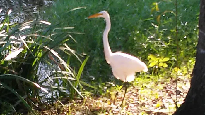 Bay St Louis Campground Picture 3