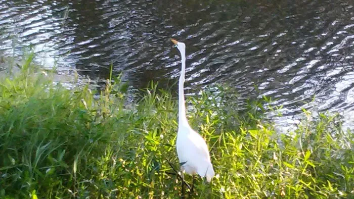 Bay St Louis Campground Picture 6
