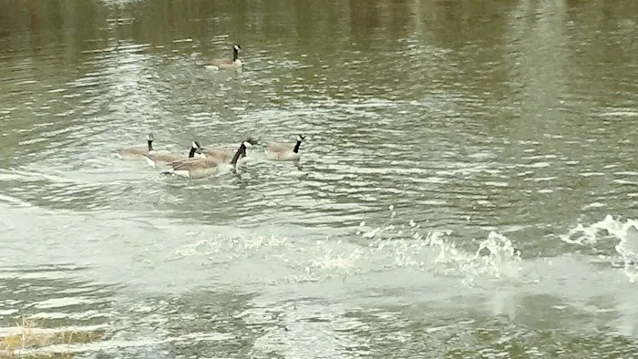 Bay St Louis Campground Picture 5
