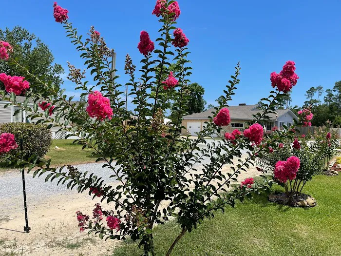 Azalea Bay RV Park Picture 5