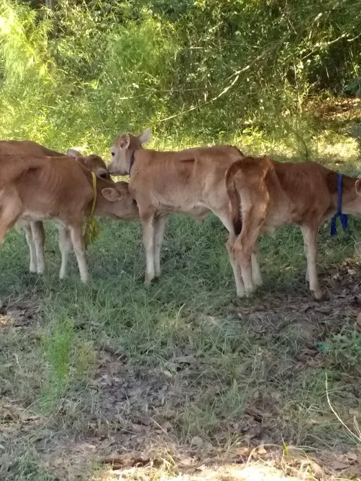 Haas-Cienda Ranch RV Park Picture 10