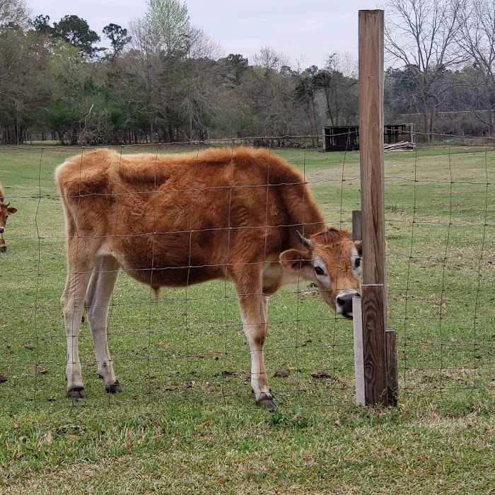 Haas-Cienda Ranch RV Park Picture 5