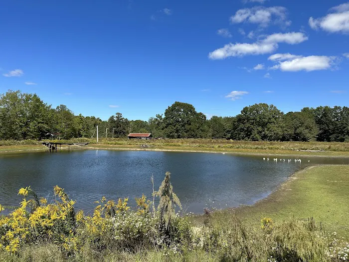 Star Gaze Haven RV Park Picture 3