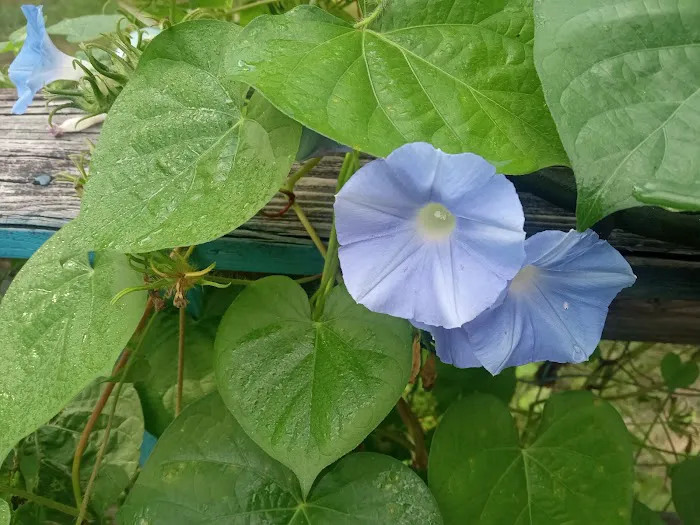 Coles Cove Picture 2