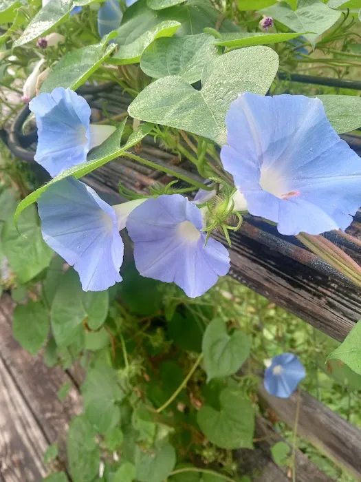 Coles Cove Picture 1