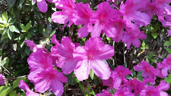 Shady Cove RV Park Picture 6