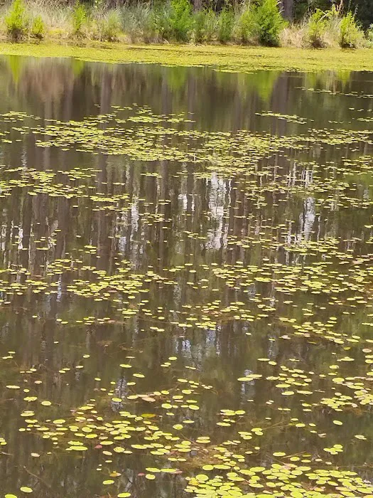 Sunroamers RV Resort Park Picture 9