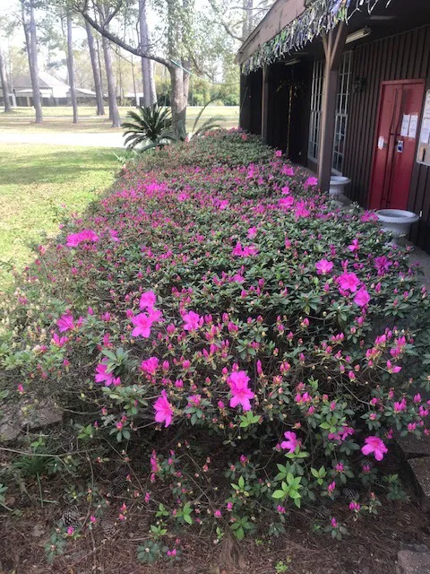 Pine Crest RV and MH Park Picture 6