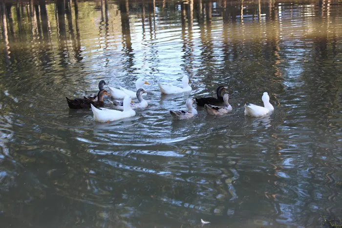 Sleepy Hollow RV Park Picture 10