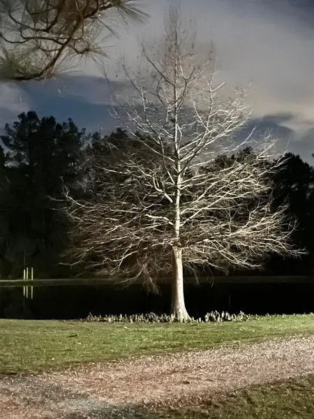 Abita Springs Resort Picture 2