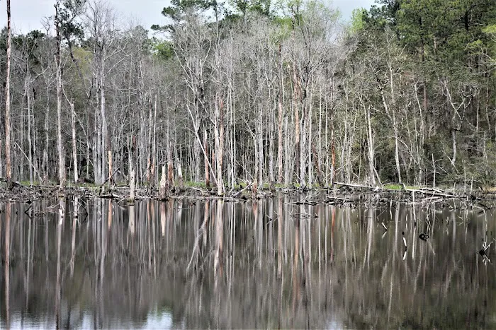 Y'all Come Back RV Picture 8