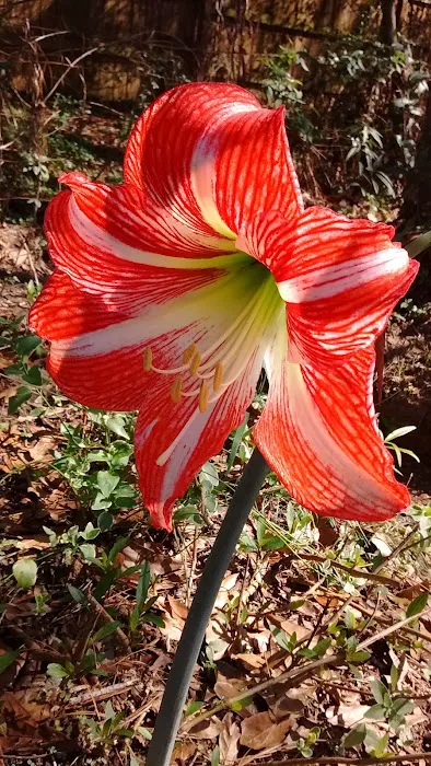 Pine Lake Mobile Home Court Picture 7