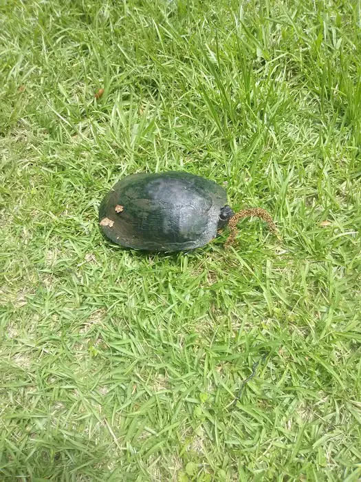 Landon's Mobile Home Park Picture 1