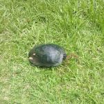 Landon's Mobile Home Park