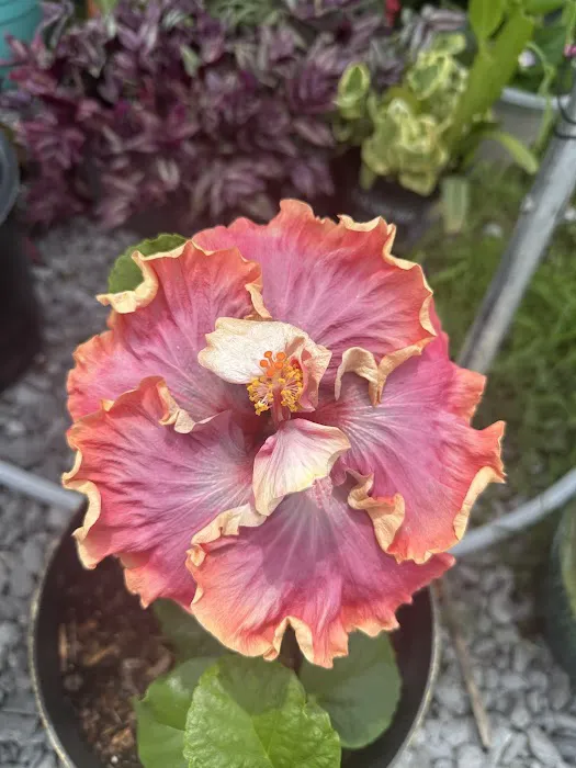 Hassel's RV & Trailer Park Picture 3