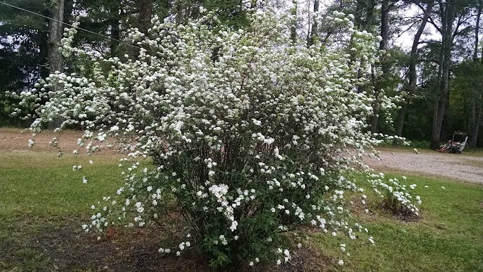 Seven Oaks RV Park Picture 2