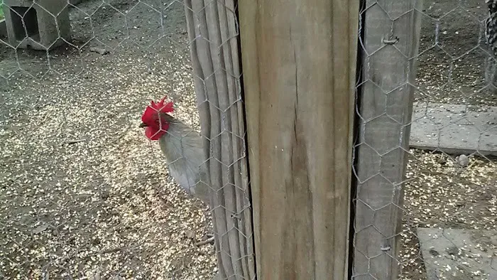 Pines on the River RV & Trailer Park Picture 7