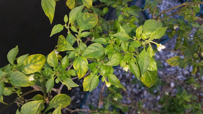 LaPlace Trailer & RV Park LLC Picture 5