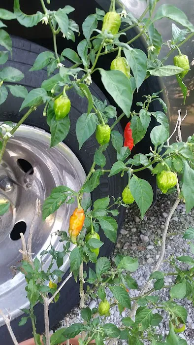 LaPlace Trailer & RV Park LLC Picture 1