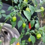 LaPlace Trailer & RV Park LLC