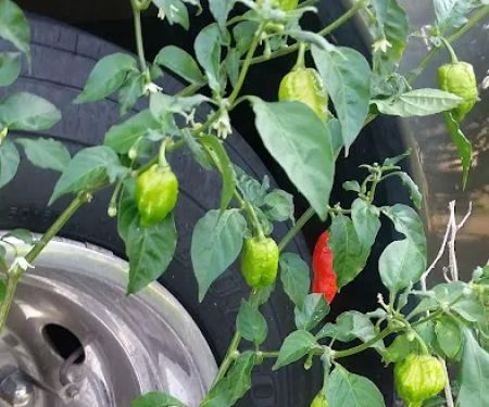 LaPlace Trailer & RV Park LLC