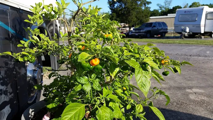 LaPlace Trailer & RV Park LLC Picture 4