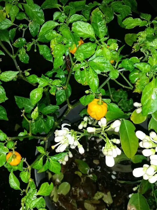 LaPlace Trailer & RV Park LLC Picture 3