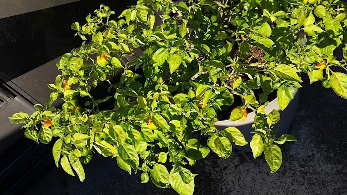 LaPlace Trailer & RV Park LLC Picture 7