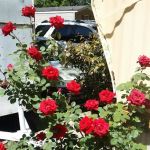 Cedarcrest Southmoor Mobile Home