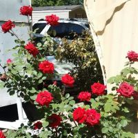 Cedarcrest Southmoor Mobile Home ico