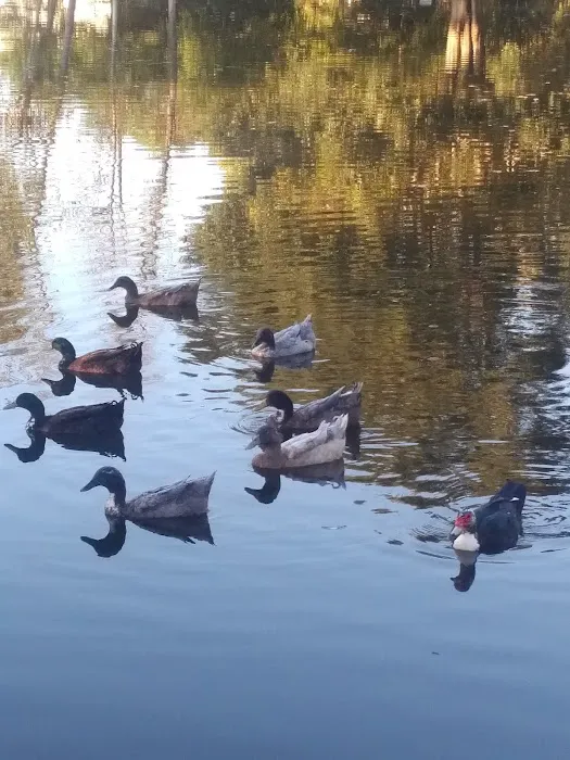 Little Lake Estates Picture 5