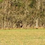 Country Breeze Mobile Home Park