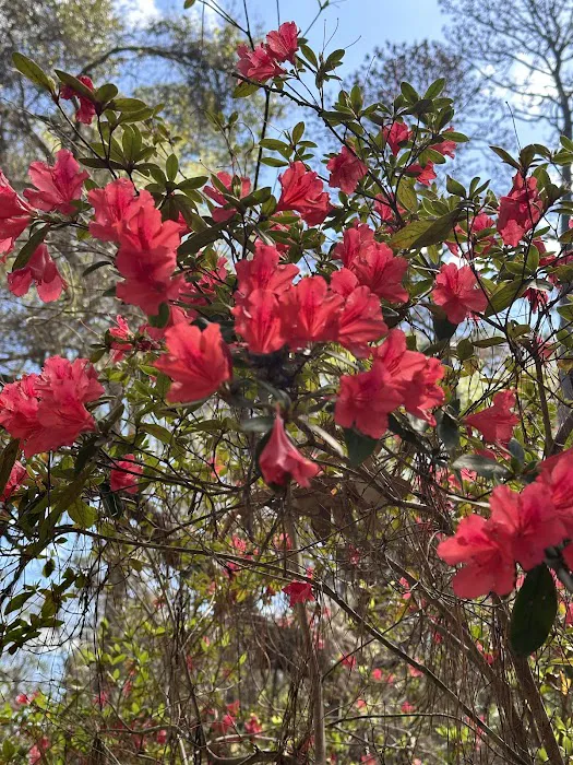 Peaceful Pines RV Park & Campground Picture 9