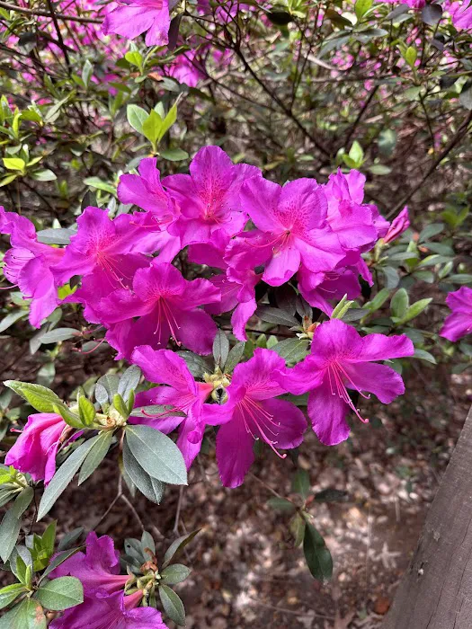 Peaceful Pines RV Park & Campground Picture 7