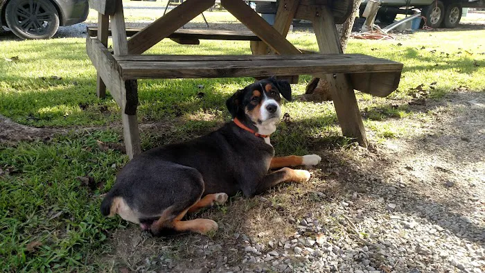 Cajun Country RV Park of Port Allen Louisiana Picture 8